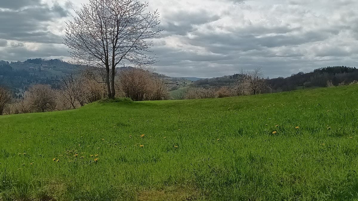 Šumavská louka lemovaná smrkovým lesem